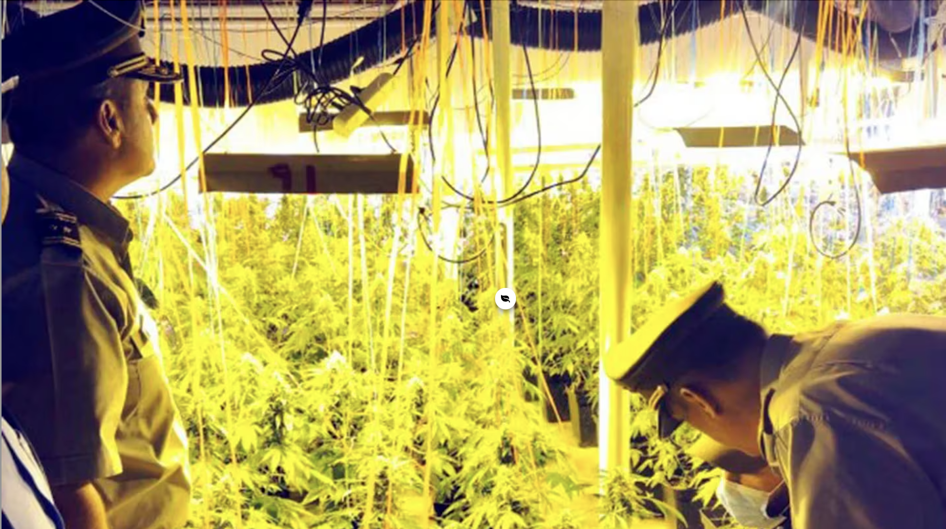 Chinese Mafia Builds Up Their Marijuana Operations in Chile